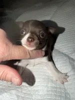 Chocolate and white male chihuahua pup, a male Chihuahua for sale in Benton Harbor, MI – Photo 3 of 8
