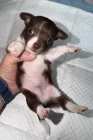 Chocolate and white male chihuahua pup, a male Chihuahua for sale in Benton Harbor, MI – Photo 5 of 8