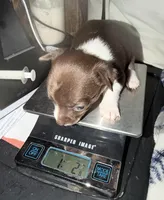 Chocolate and white male chihuahua pup, a male Chihuahua for sale in Benton Harbor, MI – Photo 4 of 8