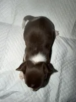 Chocolate and white male chihuahua pup, a male Chihuahua for sale in Benton Harbor, MI – Photo 6 of 8