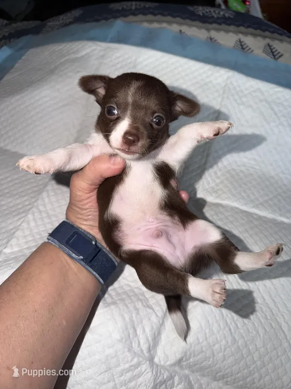 Chocolate and white male chihuahua pup