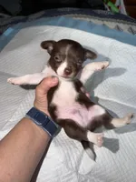 Chocolate and white male chihuahua pup, a male Chihuahua for sale in Benton Harbor, MI – Photo 7 of 8