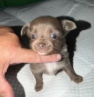longhaired blue and white chihuahua pup, a male Chihuahua for sale in Hopkins, MI – 5 of 6