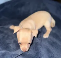 Kahlani's red female chihuahua pup, a female Chihuahua for sale in Hopkins, MI – 5 of 5