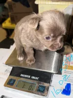 longhaired blue and white chihuahua pup, a male Chihuahua for sale in Hopkins, MI – 4 of 6