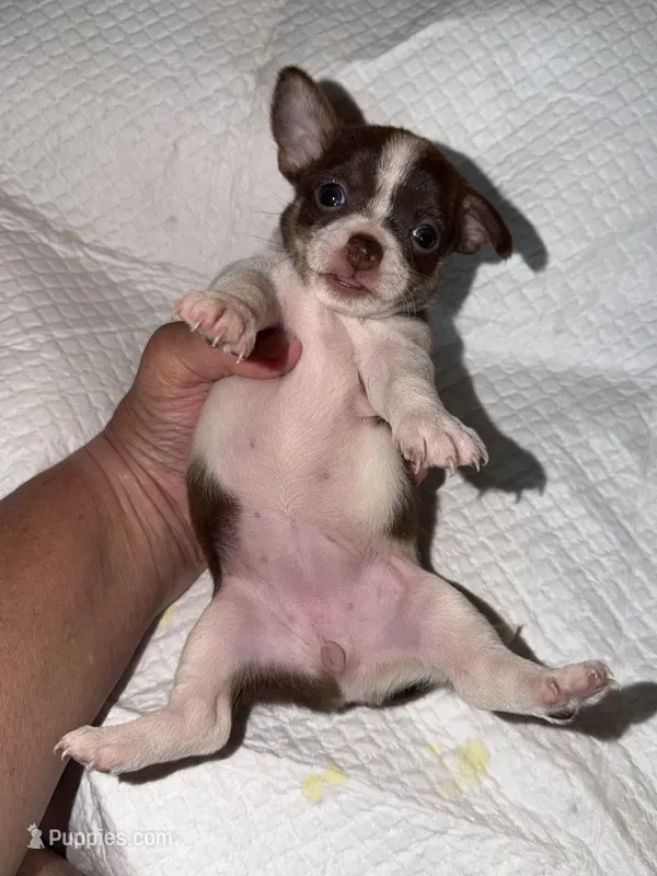 Female White, chocolate & tan chihuahua pup (thin blaze) – Chihuahua puppy for sale in Hopkins, MI