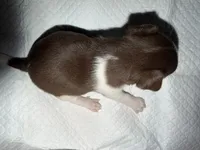 Female purebred chihuahua pup (wide blaze), a female Chihuahua for sale in Hopkins, MI – 5 of 6