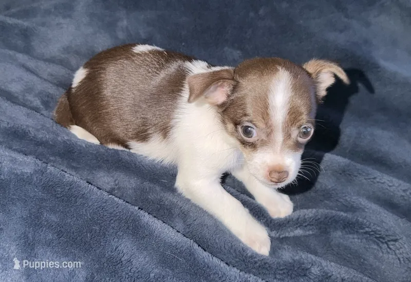 Female chihuahua pup (thin blaze) READY NOW – Chihuahua puppy for sale in Hopkins, MI