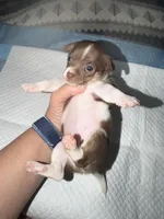 Chocolate and white female (strip) chihuahua pup, a female Chihuahua for sale in Benton Harbor, MI – Photo 6 of 10