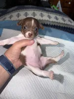 Chocolate and white female (strip) chihuahua pup, a female Chihuahua for sale in Benton Harbor, MI – Photo 1 of 10