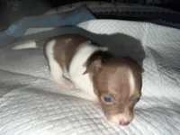 Chocolate and white female (strip) chihuahua pup, a female Chihuahua for sale in Benton Harbor, MI – Photo 7 of 10