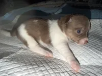 Chocolate and white female (strip) chihuahua pup, a female Chihuahua for sale in Benton Harbor, MI – Photo 9 of 10