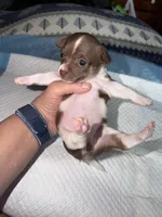 Chocolate and white female (strip) chihuahua pup, a female Chihuahua for sale in Benton Harbor, MI – Photo 8 of 10