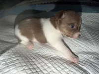 Chocolate and white female (strip) chihuahua pup, a female Chihuahua for sale in Benton Harbor, MI – Photo 10 of 10