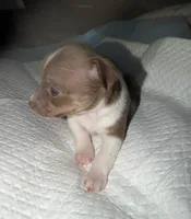 Chocolate and white female (strip) chihuahua pup, a female Chihuahua for sale in Benton Harbor, MI – Photo 5 of 10