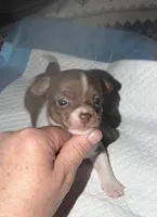 Chocolate and white female (strip) chihuahua pup, a female Chihuahua for sale in Benton Harbor, MI – Photo 2 of 10