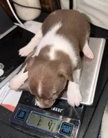 Chocolate and white female (strip) chihuahua pup, a female Chihuahua for sale in Benton Harbor, MI – Photo 3 of 10