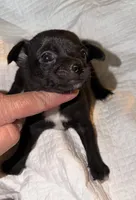 Shorthair black and white male chihuahua pup, a male Chihuahua for sale in Hopkins, MI – 5 of 7