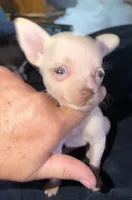 Kahlani's small loving female fawn chihuahua pup , a female Chihuahua for sale in Hopkins, MI – 6 of 9