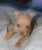 Kahlani's red female chihuahua pup READY NOW, a female Chihuahua for sale in Hopkins, MI – 5 of 10