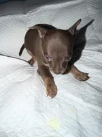 Male purebred chihuahua pup chocolate & brown, a male Chihuahua for sale in Hopkins, MI – 3 of 4