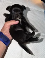 longhaired black and white female chihuahua pup, a female Chihuahua for sale in Hopkins, MI – 8 of 8
