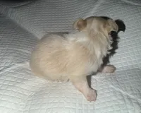 Longhair female fawn and white chihuahua pup, a female Chihuahua for sale in Hopkins, MI – 8 of 8
