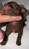 Male dark chocolate and white purebred chihuahua pup, a male Chihuahua for sale in Hopkins, MI – 4 of 7