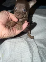 Male purebred chihuahua pup chocolate & brown, a male Chihuahua for sale in Hopkins, MI – 4 of 4