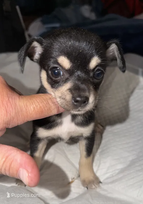 Shorthair black tri female chihuahua pup – Chihuahua puppy for sale in Hopkins, MI