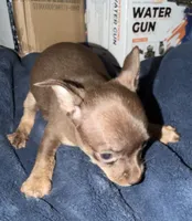 Male purebred chihuahua pup chocolate & brown, a male Chihuahua for sale in Hopkins, MI – 2 of 4