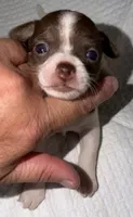 Female White, chocolate & tan chihuahua pup (thin blaze), a female Chihuahua for sale in Hopkins, MI – 2 of 6
