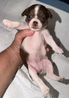 Female White, chocolate & tan chihuahua pup (thin blaze), a female Chihuahua for sale in Hopkins, MI – 4 of 6
