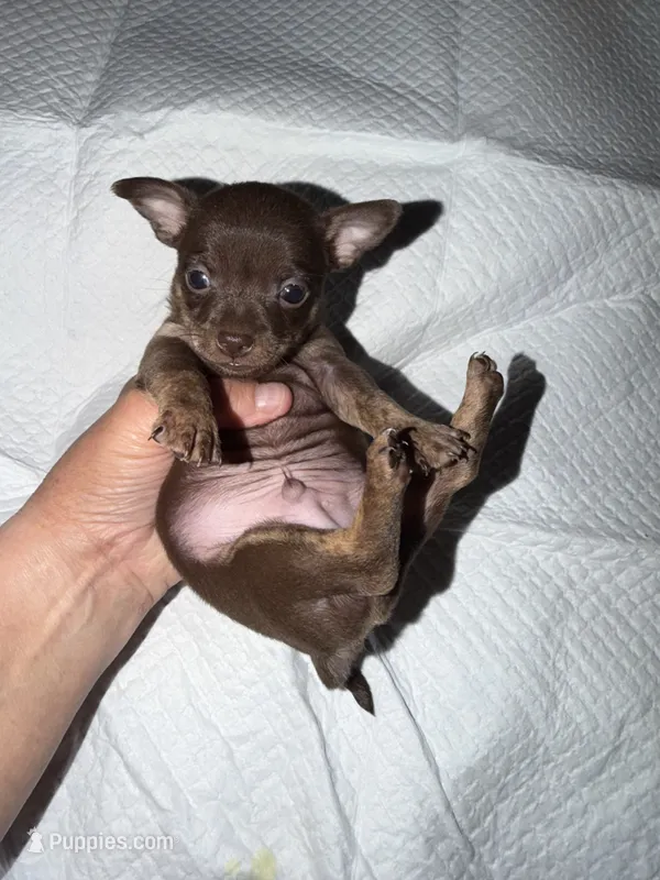 Male purebred chihuahua pup chocolate and brown – Chihuahua puppy for sale in Hopkins, MI