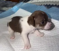 Chocolate and white female (star) chihuahua pup, a female Chihuahua for sale in Benton Harbor, MI – Photo 7 of 10