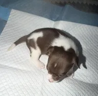 Chocolate and white female (star) chihuahua pup, a female Chihuahua for sale in Benton Harbor, MI – Photo 5 of 10