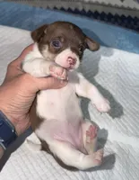 Chocolate and white female (star) chihuahua pup, a female Chihuahua for sale in Benton Harbor, MI – Photo 2 of 10