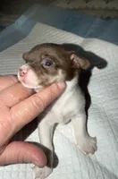 Chocolate and white female (star) chihuahua pup, a female Chihuahua for sale in Benton Harbor, MI – Photo 9 of 10