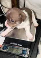 Chocolate and white female (star) chihuahua pup, a female Chihuahua for sale in Benton Harbor, MI – Photo 4 of 10