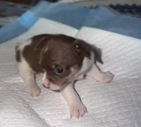 Chocolate and white female (star) chihuahua pup, a female Chihuahua for sale in Benton Harbor, MI – Photo 6 of 10