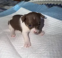 Chocolate and white female (star) chihuahua pup, a female Chihuahua for sale in Benton Harbor, MI – Photo 8 of 10