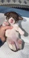 Chocolate and white female (star) chihuahua pup, a female Chihuahua for sale in Benton Harbor, MI – Photo 1 of 10