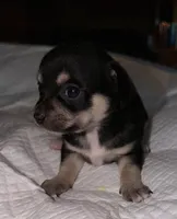 Shorthair black tri female chihuahua pup, a female Chihuahua for sale in Hopkins, MI – 4 of 6