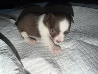 Female purebred chihuahua pup (wide blaze), a female Chihuahua for sale in Hopkins, MI – 6 of 6