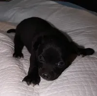 Shorthair black and white male chihuahua pup, a male Chihuahua for sale in Hopkins, MI – 4 of 7
