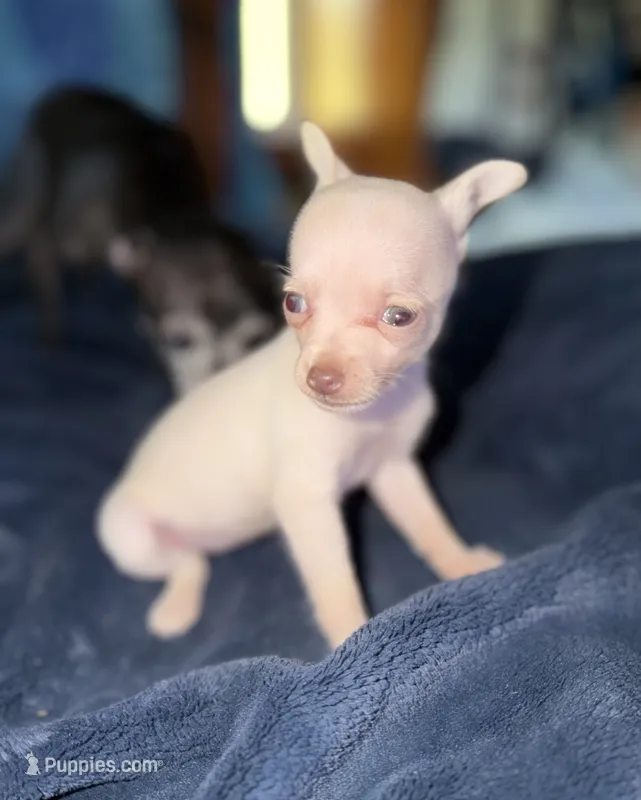 Kahlani's small loving female fawn chihuahua pup  – Chihuahua puppy for sale in Hopkins, MI