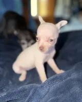 Kahlani's small loving female fawn chihuahua pup , a female Chihuahua for sale in Hopkins, MI – 1 of 9