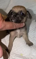sable and white female chihuahua pup, a female Chihuahua for sale in Hopkins, MI – 2 of 7