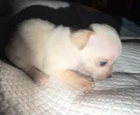 Male shorthair fawn chihuahua pup, a male Chihuahua for sale in Hopkins, MI – 5 of 5