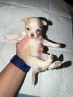 Longhair female fawn and white chihuahua pup, a female Chihuahua for sale in Hopkins, MI – 5 of 8